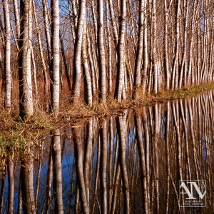 Foto Paesaggio Photo Landscape Alba Padule di Fucecchio